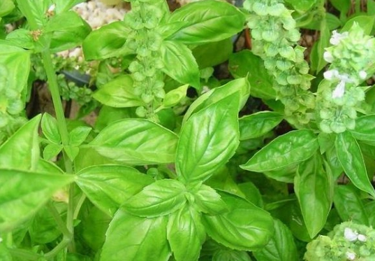 陽台種羅勒 陽台種羅勒