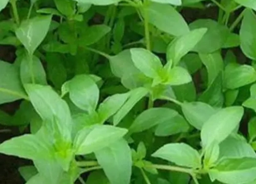 九層塔壽命 九層塔壽命