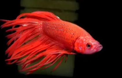 延長鬥魚壽命方法 延長鬥魚壽命方法