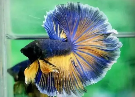 魚類老化跡象 魚類老化跡象