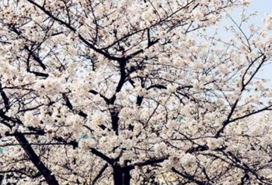 香草植物養護 香草植物養護