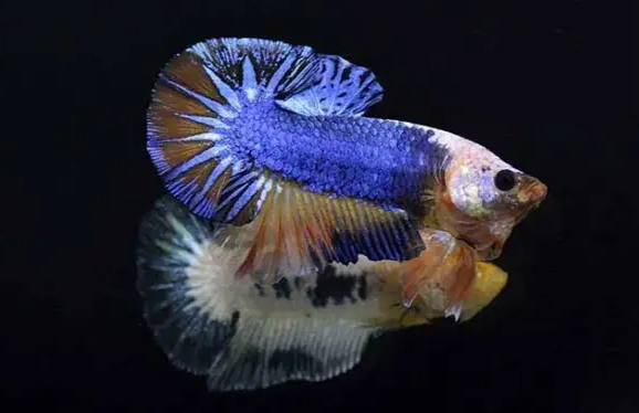 鬥魚飼養 鬥魚飼養