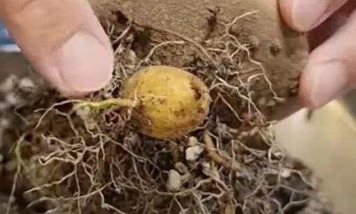 山烏龜爛根處理