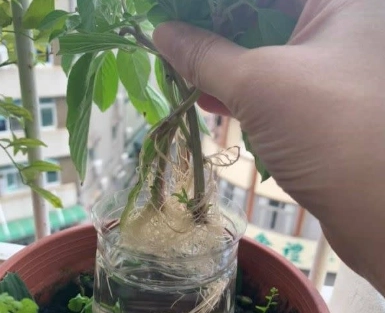 九層塔澆水 九層塔澆水