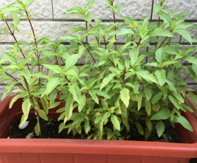 九層塔澆水 九層塔澆水