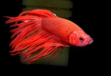 鬥魚飼養 鬥魚飼養