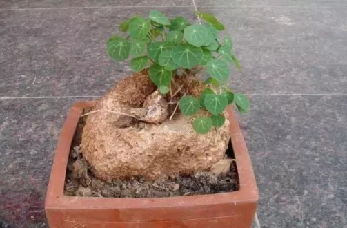 預防山烏龜爛根