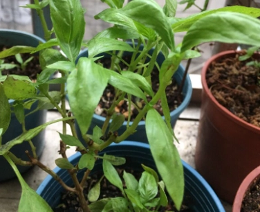 九層塔葉子捲曲原因 九層塔葉子捲曲原因