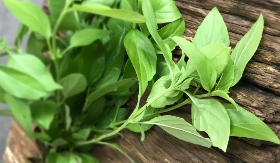 九層塔收成時機