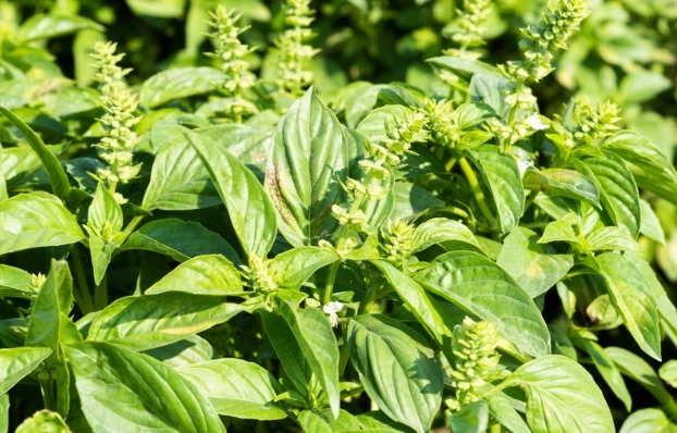 九層塔種植 九層塔種植