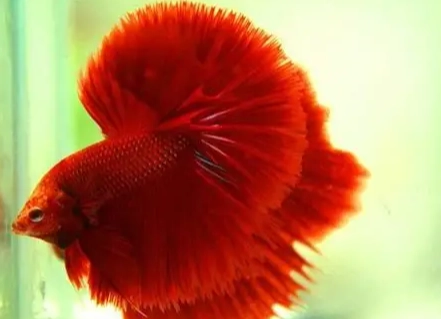 鬥魚壽命 鬥魚壽命