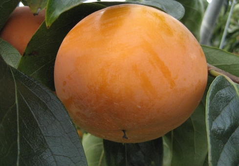 台灣柿子 台灣柿子