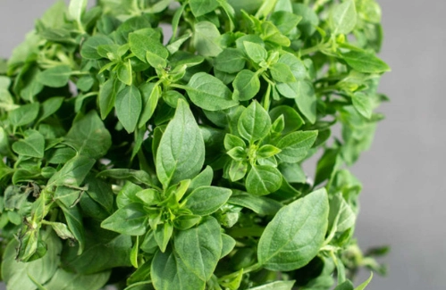 九層塔種植澆水 九層塔種植澆水