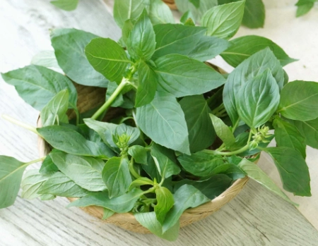 九層塔不結果 九層塔不結果