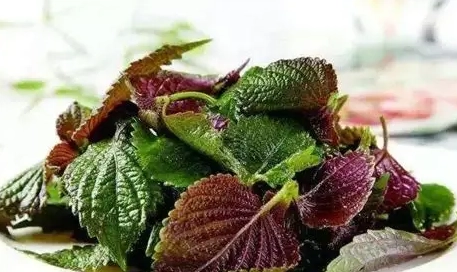 紫蘇葉經痛 紫蘇葉經痛