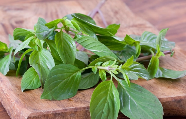 九層塔變黑安全