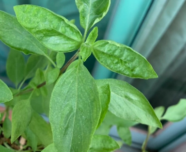 九層塔葉子捲曲處理 九層塔葉子捲曲處理