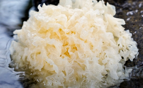 乾雪耳如何保存