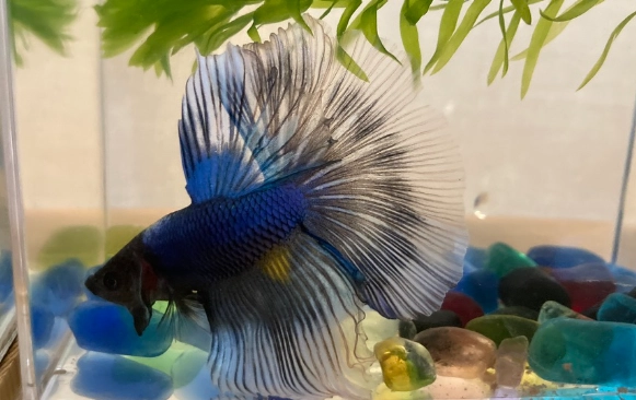 鬥魚換水後不動原因 鬥魚換水後不動原因