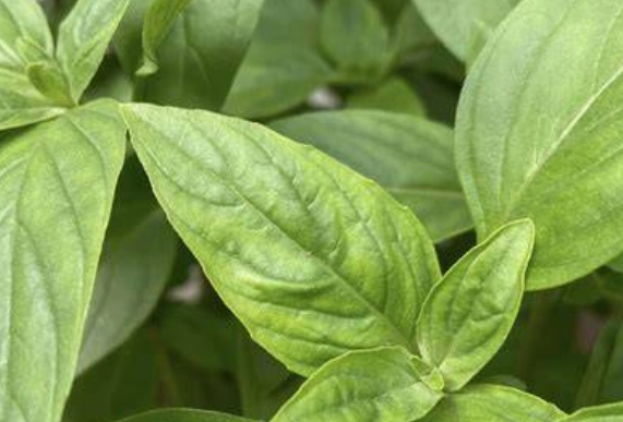 九層塔病蟲害症狀 九層塔病蟲害症狀