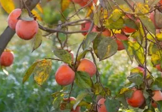 柿子栽培技術 柿子栽培技術