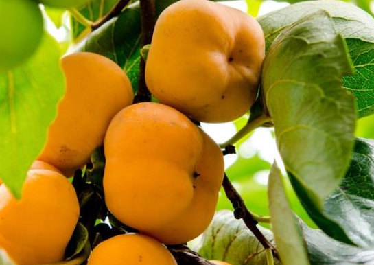 柿子樹管理 柿子樹管理