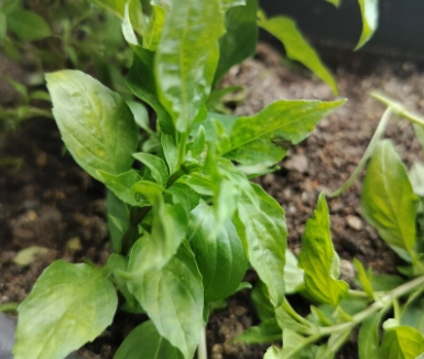 九層塔收割方法 九層塔收割方法