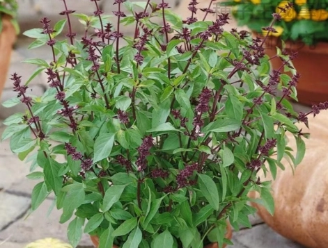 羅勒種植方法 羅勒種植方法