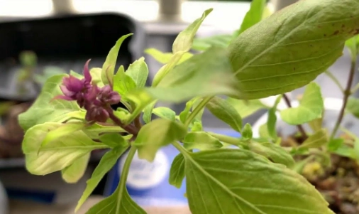 九層塔澆水 九層塔澆水