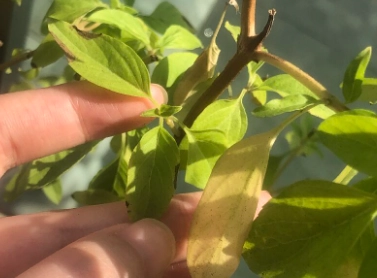 九層塔養護技巧 九層塔養護技巧