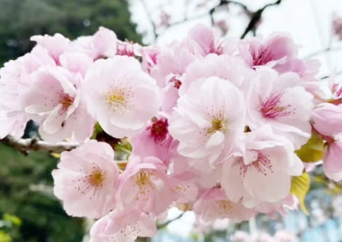 香草植物養護 香草植物養護