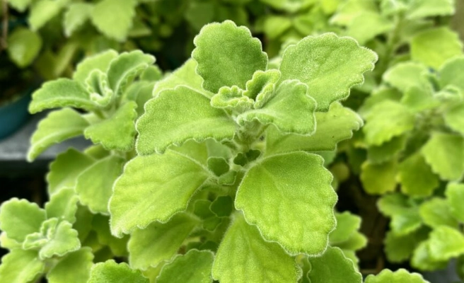 左手香長太高處理