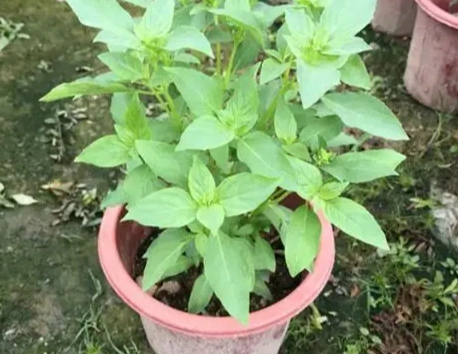 九層塔種植 九層塔種植