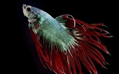 鬥魚壽命影響因素 鬥魚壽命影響因素