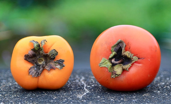 柿子品種比較 柿子品種比較