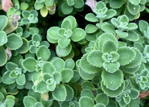 左手香修剪方法