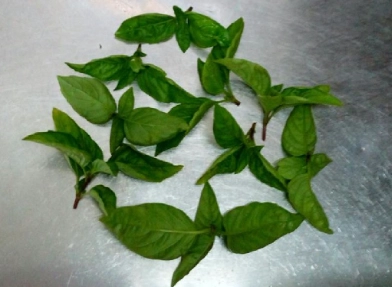 九層塔葉片皺褶處理 九層塔葉片皺褶處理