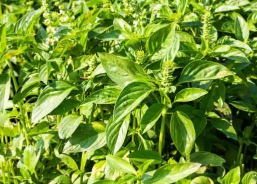 九層塔苗 種植 九層塔苗 種植