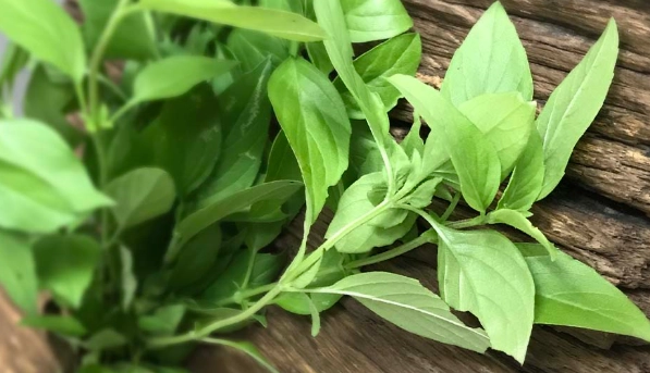 九層塔種植高度 九層塔種植高度