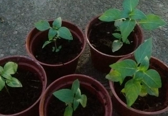 九層塔苗 照顧 九層塔苗 照顧