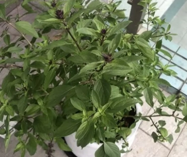 九層塔葉子掉落原因 九層塔葉子掉落原因