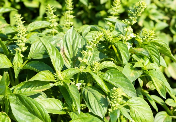 九層塔保存方法