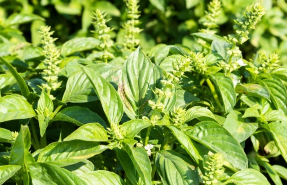 九層塔變黑原因 九層塔變黑原因