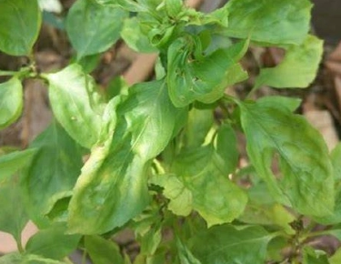 九層塔葉片皺褶處理 九層塔葉片皺褶處理