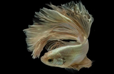 延長鬥魚壽命方法 延長鬥魚壽命方法