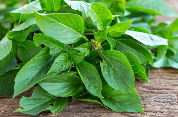 九層塔保存 九層塔保存