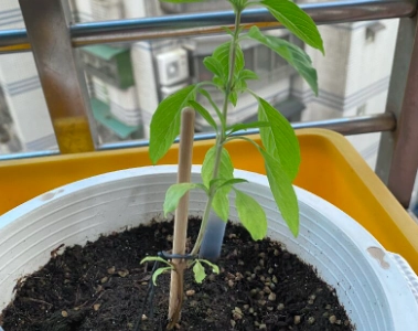 九層塔病害 九層塔病害