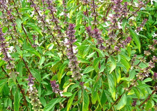 九層塔枯萎 九層塔枯萎