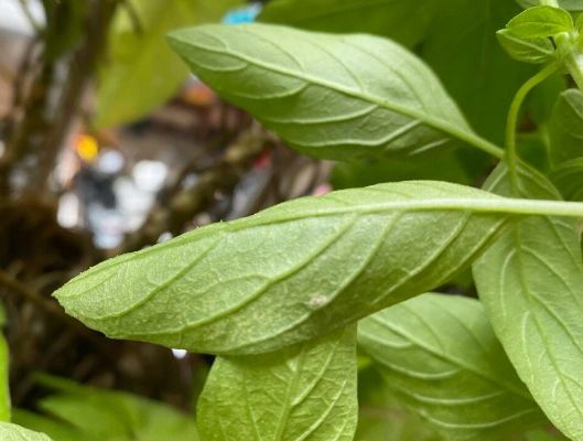 九層塔葉子小處理 九層塔葉子小處理