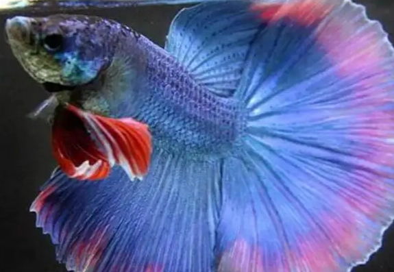 鬥魚飼養 鬥魚飼養